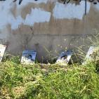 صور: 47 شتلة زيتون بأسماء شهداء القدس