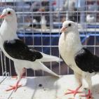 أسعاره لا تُصدق.. الحمام النادر والثمين بغزة