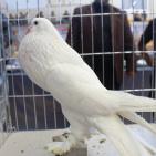 المعرض الثاني لهواة ومربي الحمام في غزة