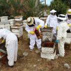 صور: رايــة تشارك المزارعين في جني العسل بقطاع غزة