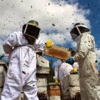 صور: رايــة تشارك المزارعين في جني العسل بقطاع غزة