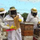 صور: رايــة تشارك المزارعين في جني العسل بقطاع غزة