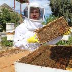 صور: رايــة تشارك المزارعين في جني العسل بقطاع غزة