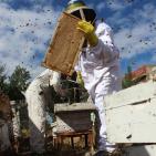 صور: رايــة تشارك المزارعين في جني العسل بقطاع غزة