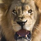 أشرس الكائنات في العالم