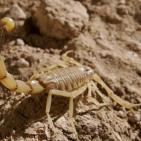 أشرس الكائنات في العالم