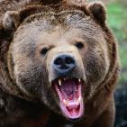 أشرس الكائنات في العالم