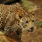 أشرس الكائنات في العالم