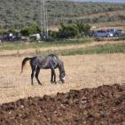 افتتاح مهرجان الفقوس في بلدة دير بلوط