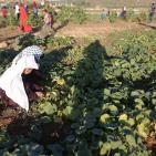 افتتاح مهرجان الفقوس في بلدة دير بلوط