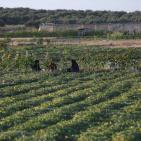 افتتاح مهرجان الفقوس في بلدة دير بلوط