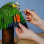 تحنيط الحيوانات الأليفة