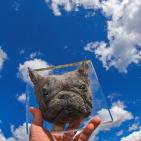 تحنيط الحيوانات الأليفة