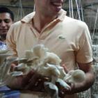 اول تعاونية زراعية لانتاج الفطر في الضفة