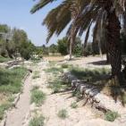 عــمـــواس