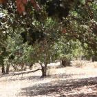 عــمـــواس