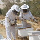 نحّالات كفر مالك