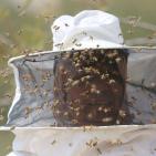 نحّالات كفر مالك