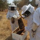 نحّالات كفر مالك