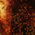 نحّالات كفر مالك