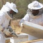 نحّالات كفر مالك