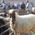 سوق الحلال في الخليل..حركة نشطة قبيل العيد
