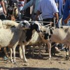 سوق الحلال في الخليل..حركة نشطة قبيل العيد