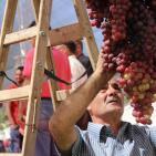 افتتاح مهرجان العنب في الخليل