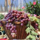 افتتاح مهرجان العنب في الخليل