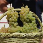افتتاح مهرجان العنب في الخليل