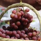 افتتاح مهرجان العنب في الخليل