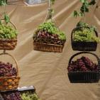 افتتاح مهرجان العنب في الخليل