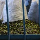 مراحل عصر الزيتون في الخليل