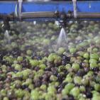 مراحل عصر الزيتون في الخليل