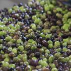 مراحل عصر الزيتون في الخليل