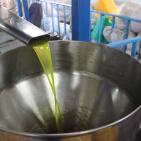 مراحل عصر الزيتون في الخليل