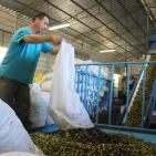 مراحل عصر الزيتون في الخليل