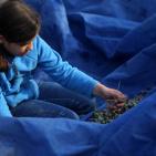 معصرة الجدار