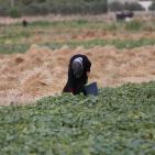 افتتاح  مهرجان الفقوس في بلدة دير بلوط