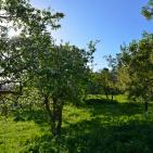 الأخضر يلون بيرزيت