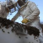 موسم قطف العسل في بلدة سنجل قرب رام الله