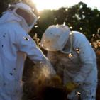 موسم قطف العسل في بلدة سنجل قرب رام الله