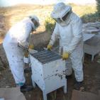 موسم قطف العسل في بلدة سنجل قرب رام الله