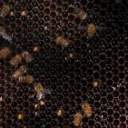 موسم قطف العسل في بلدة سنجل قرب رام الله