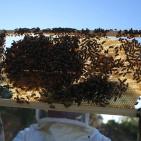 موسم قطف العسل في بلدة سنجل قرب رام الله