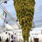 مهرجان العنب في حلحول