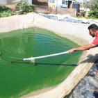 تربية الأسماك في نابلس