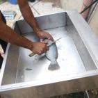 تربية الأسماك في نابلس