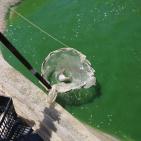 تربية الأسماك في نابلس