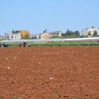 حقول التبغ في جنين